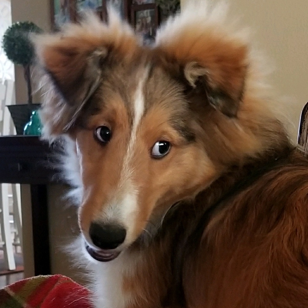 Meet your Posher, Sydney